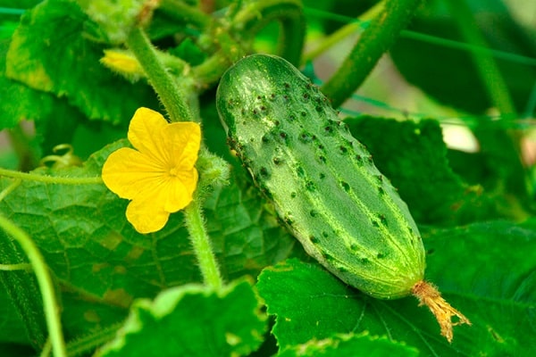 flower and fruit