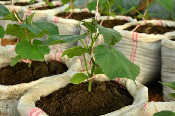 grow cucumbers