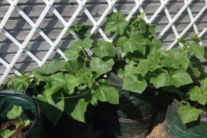 Cómo plantar y cultivar pepinos en bolsas paso a paso