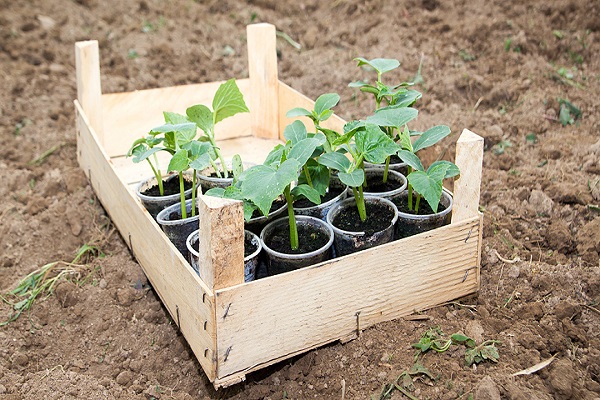 caja de jóvenes