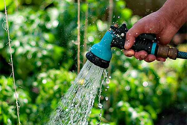 watering cucumbers