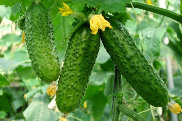 cucumbers in the greenhouse