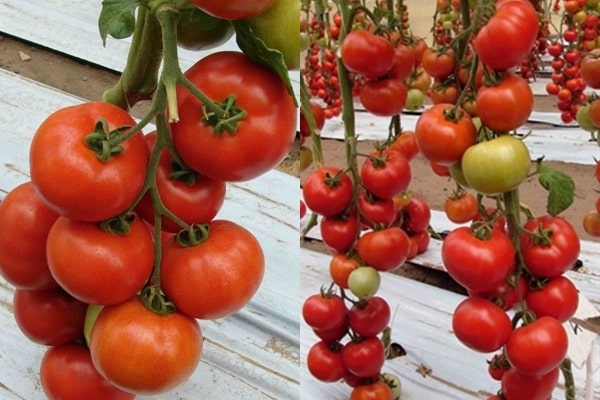 Buissons de tomates Bella