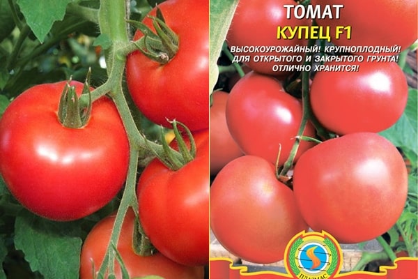 comerciante de semillas de tomate