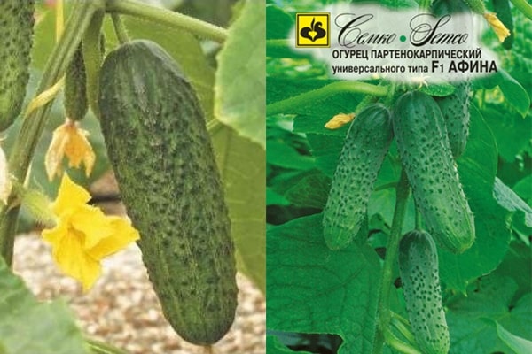 Athena cucumber f1