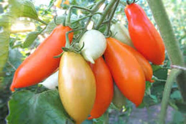 penjagaan tomato