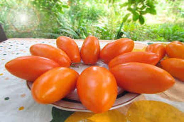 variété de tomate palmyra