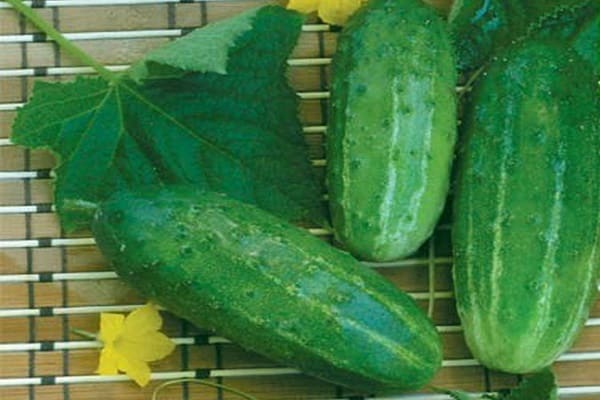 climbing cucumber