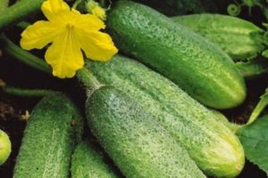 Growing and the best varieties of bee-pollinated cucumbers for greenhouses and open ground