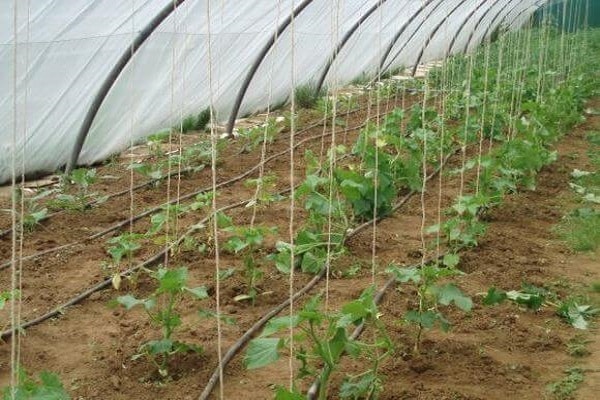 in greenhouse conditions