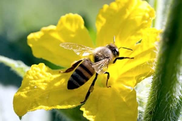 pollen-carrying