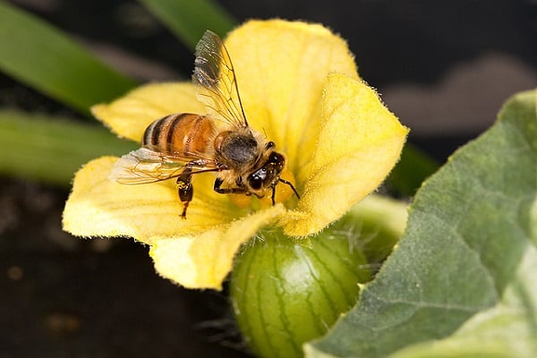 atraer abejas