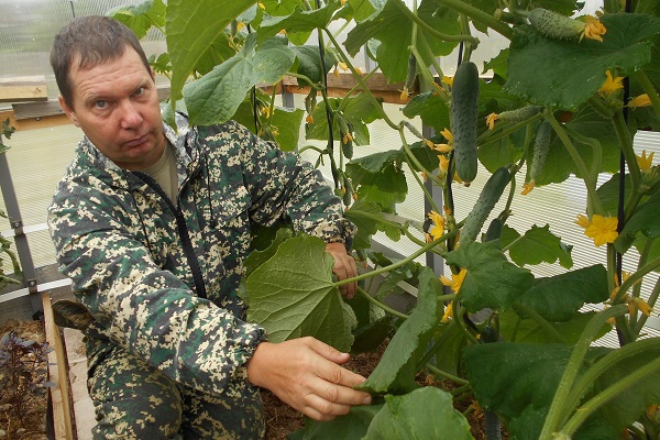 bee-pollinated cucumbers