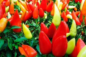 Características y descripción de las variedades de pimiento Victoria, Ivanhoe, Ternura, Blondie, Salud.