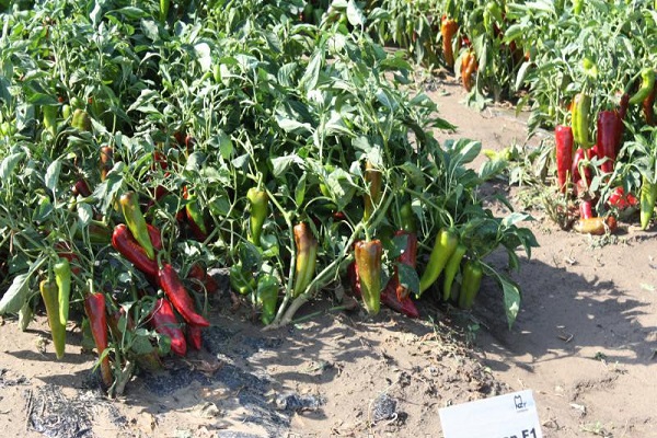 légumes rouge foncé