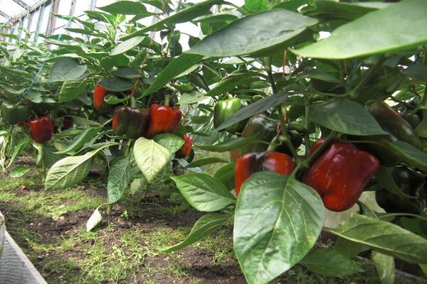 hybrid of peppers