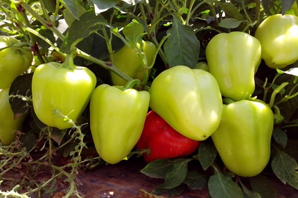 Characteristics and description of varieties of pepper Victoria, Ivanhoe, Tenderness, Blondie, Health