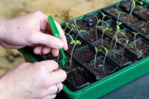 Description de la méthode de cueillette des tomates selon Ganichkina