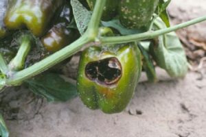 ¿Por qué los pimientos se pudren y se vuelven negros en un arbusto en un invernadero y qué hacer?