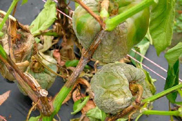 late blight in peppers