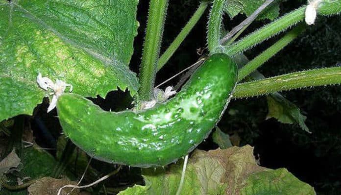 crochet cucumber