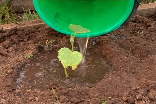 water the seedlings