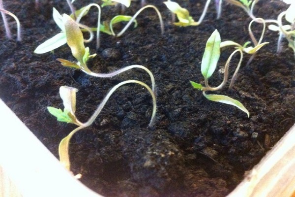 planting seedlings