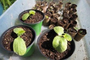 Why cucumber seedlings fall and wither, how to properly care for and water