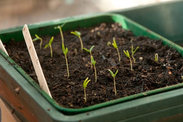 transplant seedlings