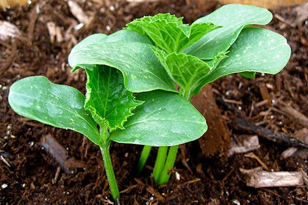 cucumber bushes