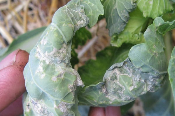 sluggish cabbage leaves