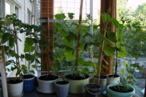 Cómo y cómo alimentar pepinos en casa en un balcón o alféizar de la ventana.