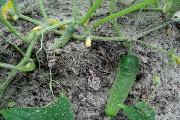 plante après alimentation