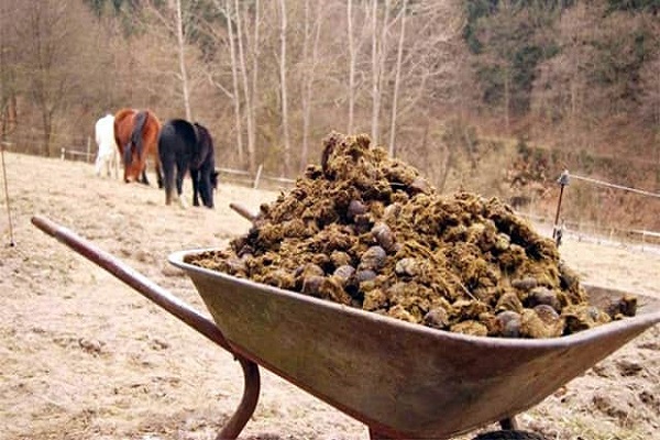 uso de caballo