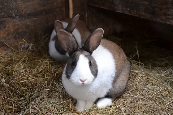 rabbits are cooking