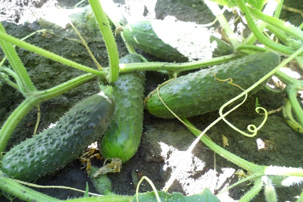 légume fertilisé