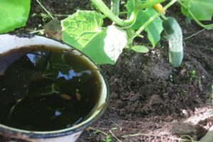 Cómo alimentar pepinos con estiércol de gordolobo, caballo y conejo