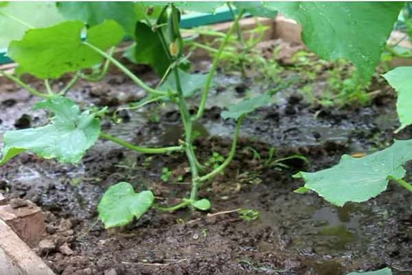 watering at the root