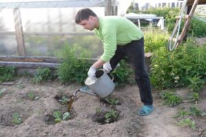 How and how to feed cauliflower in the open field