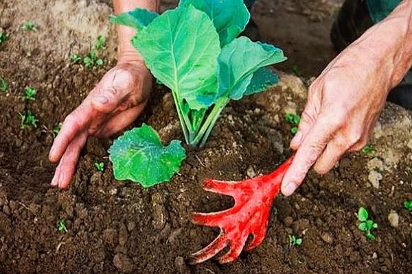 cuidado de las plantas