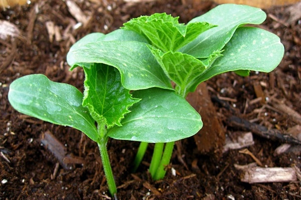  congélation des plants