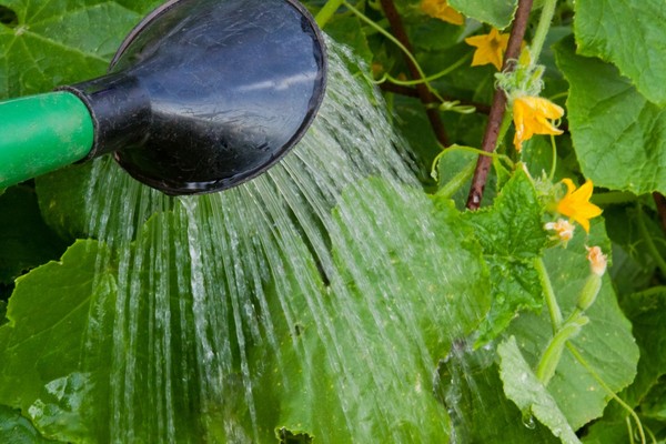 watering cucumbers