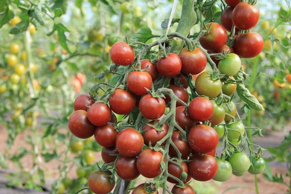 racimos de tomate