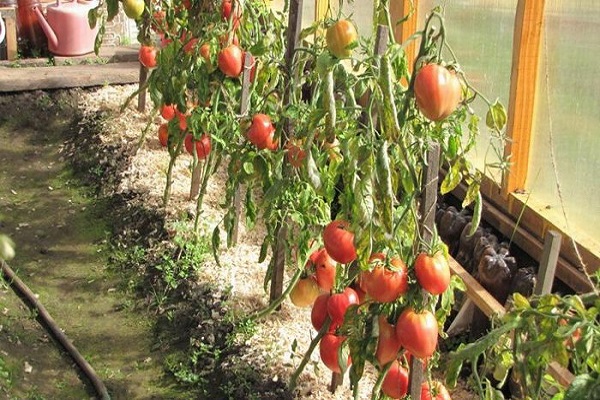 Siberian greenhouses