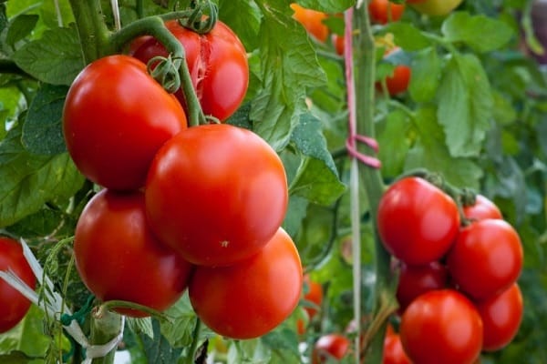 planting in greenhouses