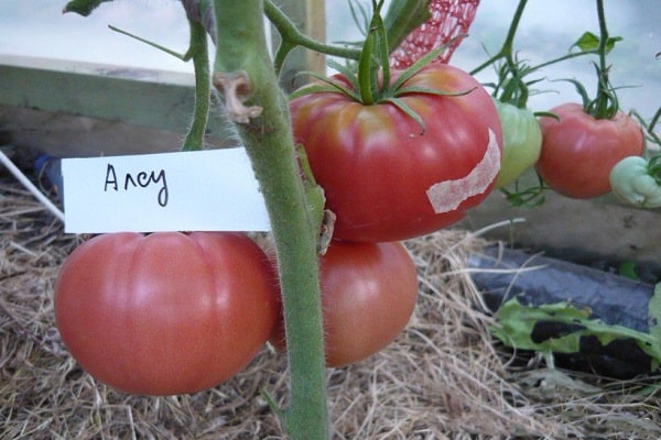 determinante de la planta