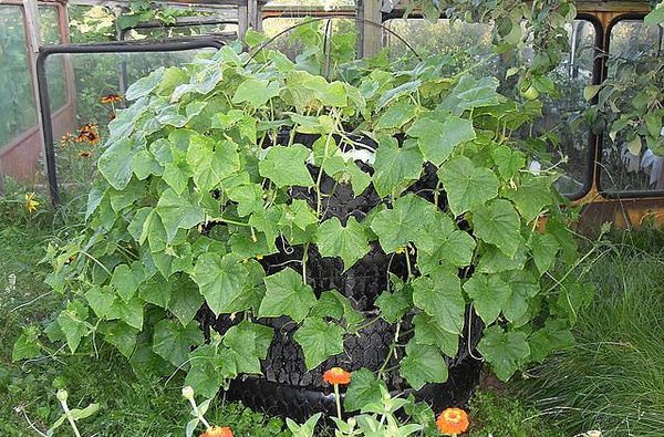 cultivo de pepinos en neumáticos