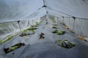 How to plant and grow cucumbers in the open field under a film