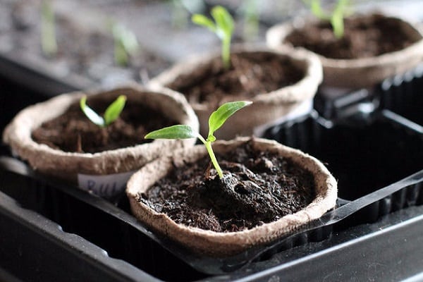 peat pots