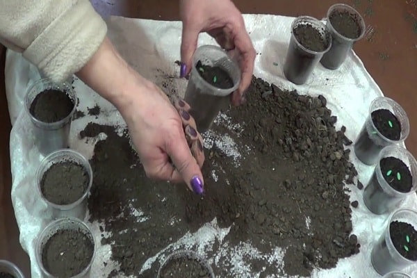 planting seedlings